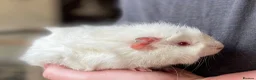 Guinea Pig rodents for sale: 10 week old male guinea pigs in Torrington - Advert 7
