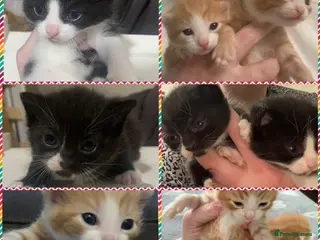Mixed Breed cats Litter of kittens ready soon - Advert 1