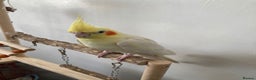 Mixed Breed birds for sale: Cockatiel and budgie (both male) - Advert 4