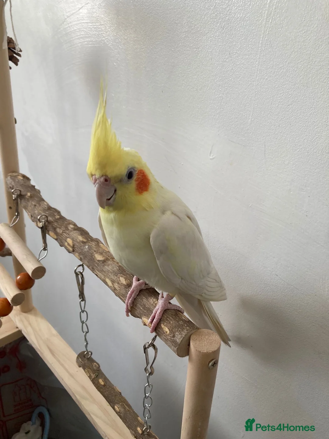 Mixed Breed birds for sale: Cockatiel and budgie (both male) - Advert 4