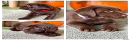 Labrador Retriever dogs for sale: Labrador chocolate silver puppies  - Advert 1