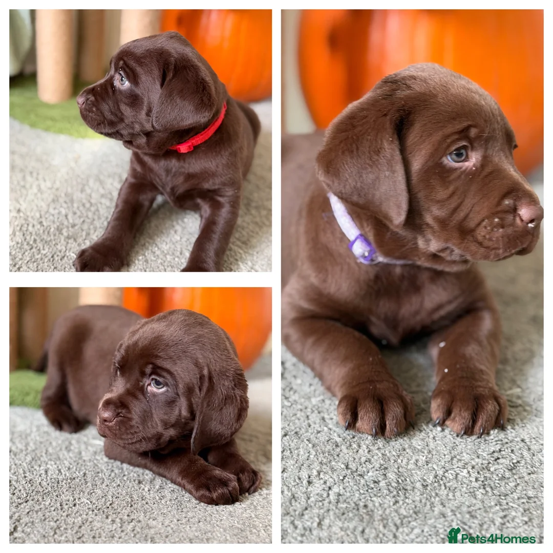 Labrador Retriever dogs for sale: Labrador chocolate silver puppies  - Advert 1