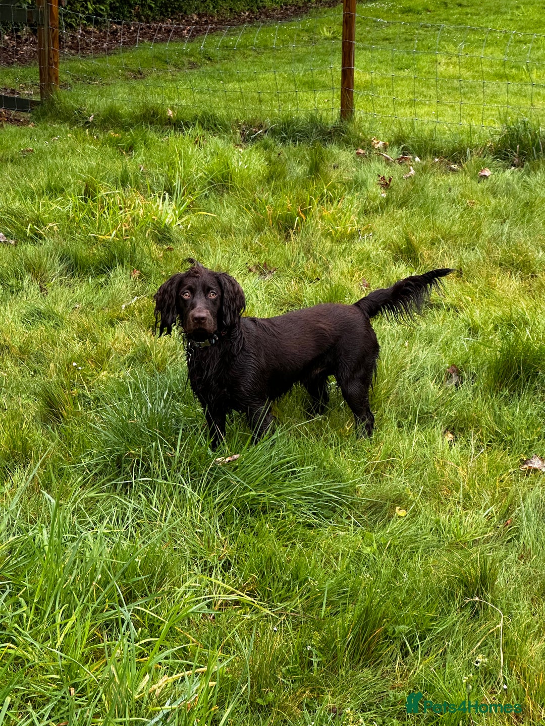 Cocker Spaniel dogs for stud: Gorgeous Chocolate Cocker for stud in Chichester - Image 14