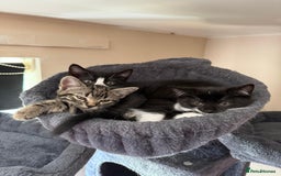 Mixed Breed cats for sale: Tabby  - Image 3
