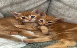 Mixed Breed cats for sale: Two ginger boys - Image 4