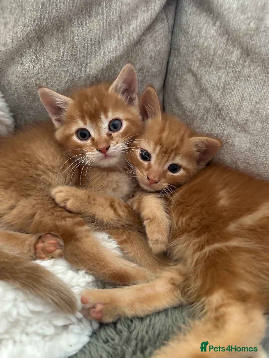 Mixed Breed cats for sale: Two ginger boys - Image 4