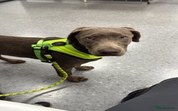 Labrador Retriever dogs for sale: 6month old Female Pure Lab - Image 4