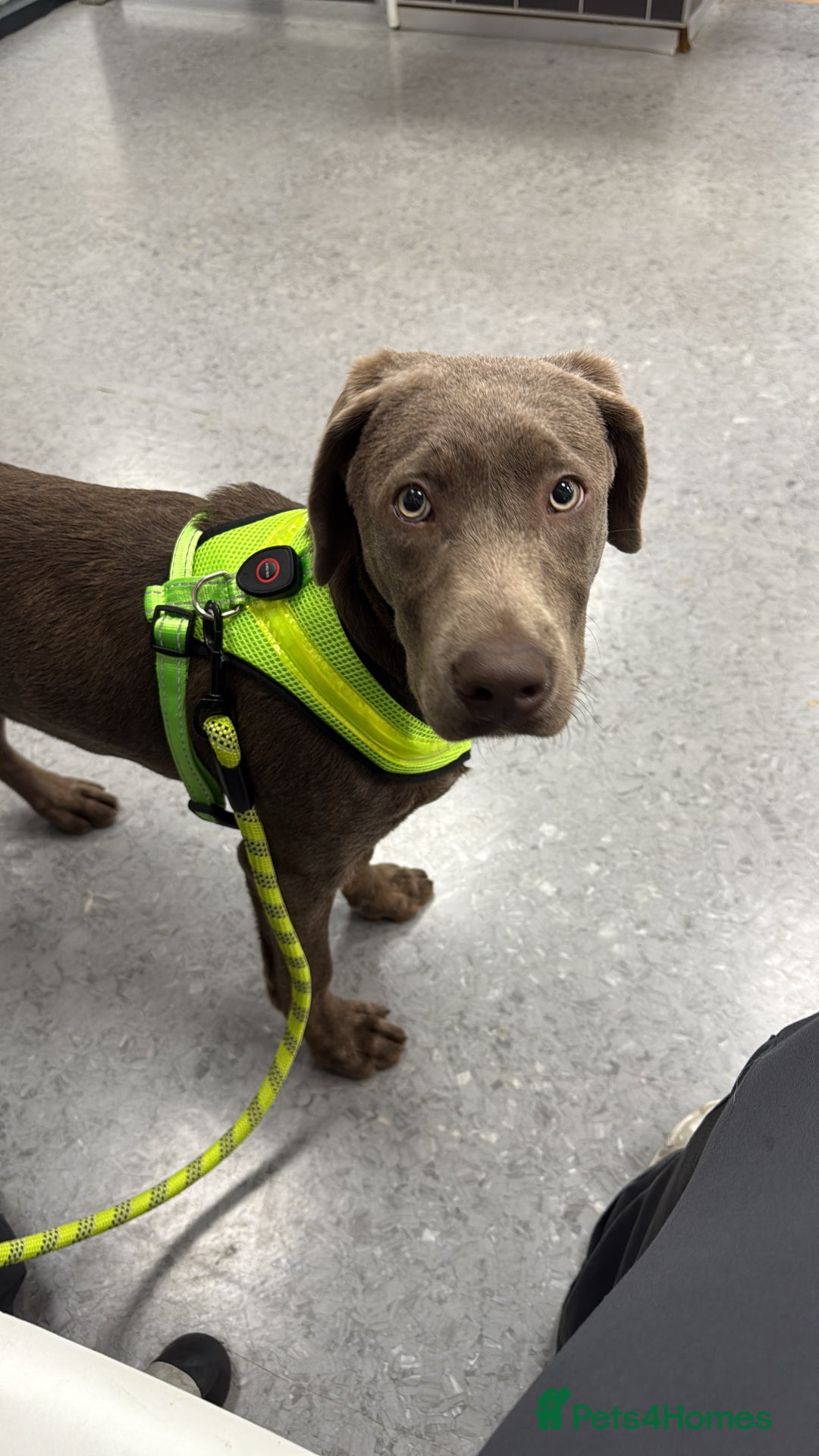 Labrador Retriever dogs for sale: 6month old Female Pure Lab - Image 4
