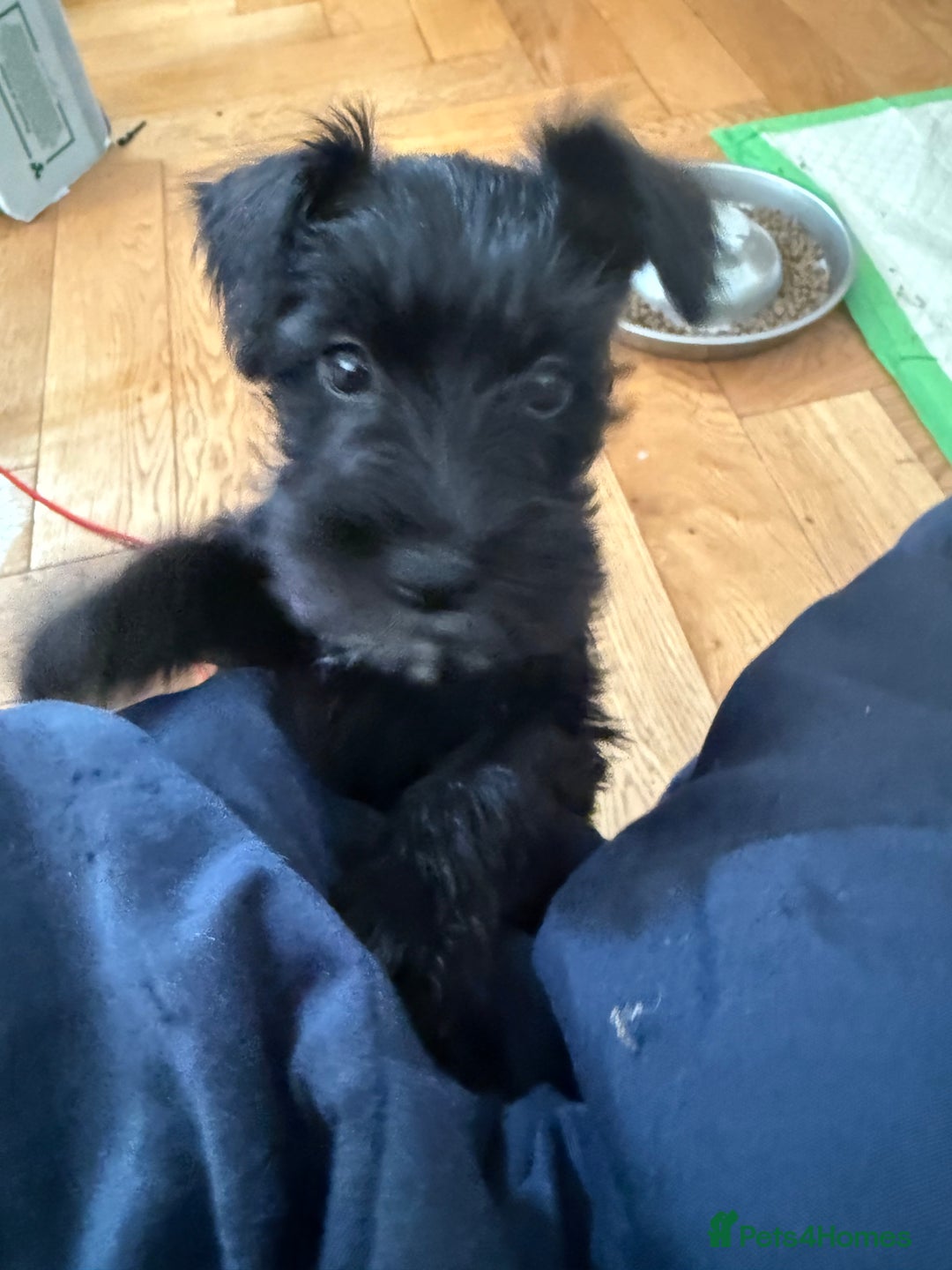 Miniature Schnauzer dogs for stud: Beautiful kc reg Black Mini Schnauzer for stud - Advert 10