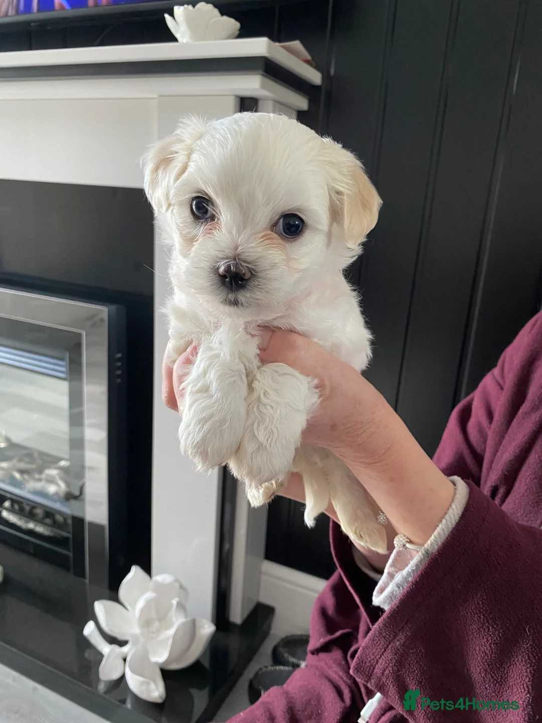 Mixed Breed dogs for sale: Mixed breed in Stone - Advert 2