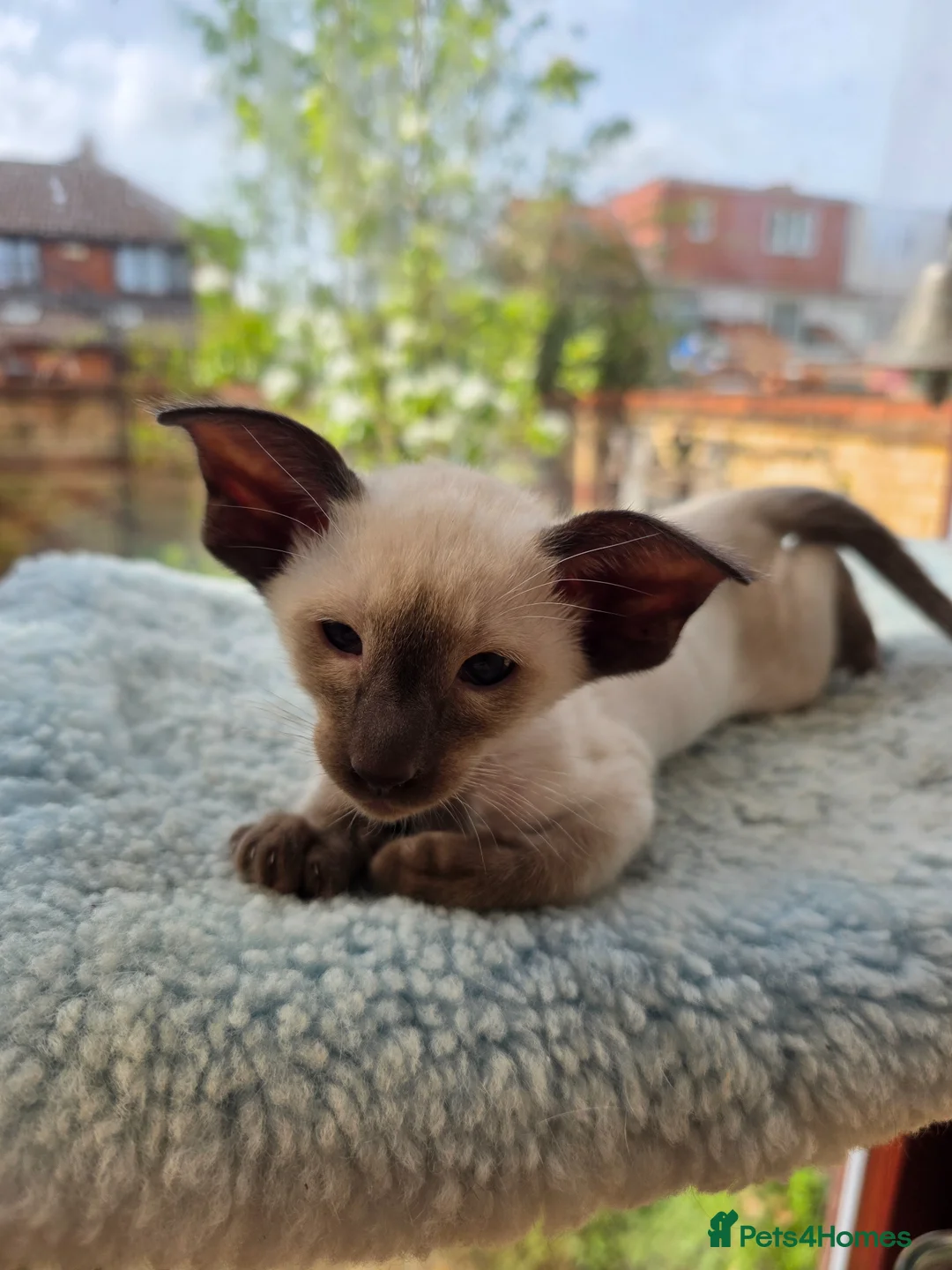 Siamese cats for sale: Chocolate point Siamese  female kitten available  - Advert 7