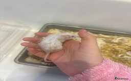 Mouse rodents for sale: MALE Mice - Advert 5