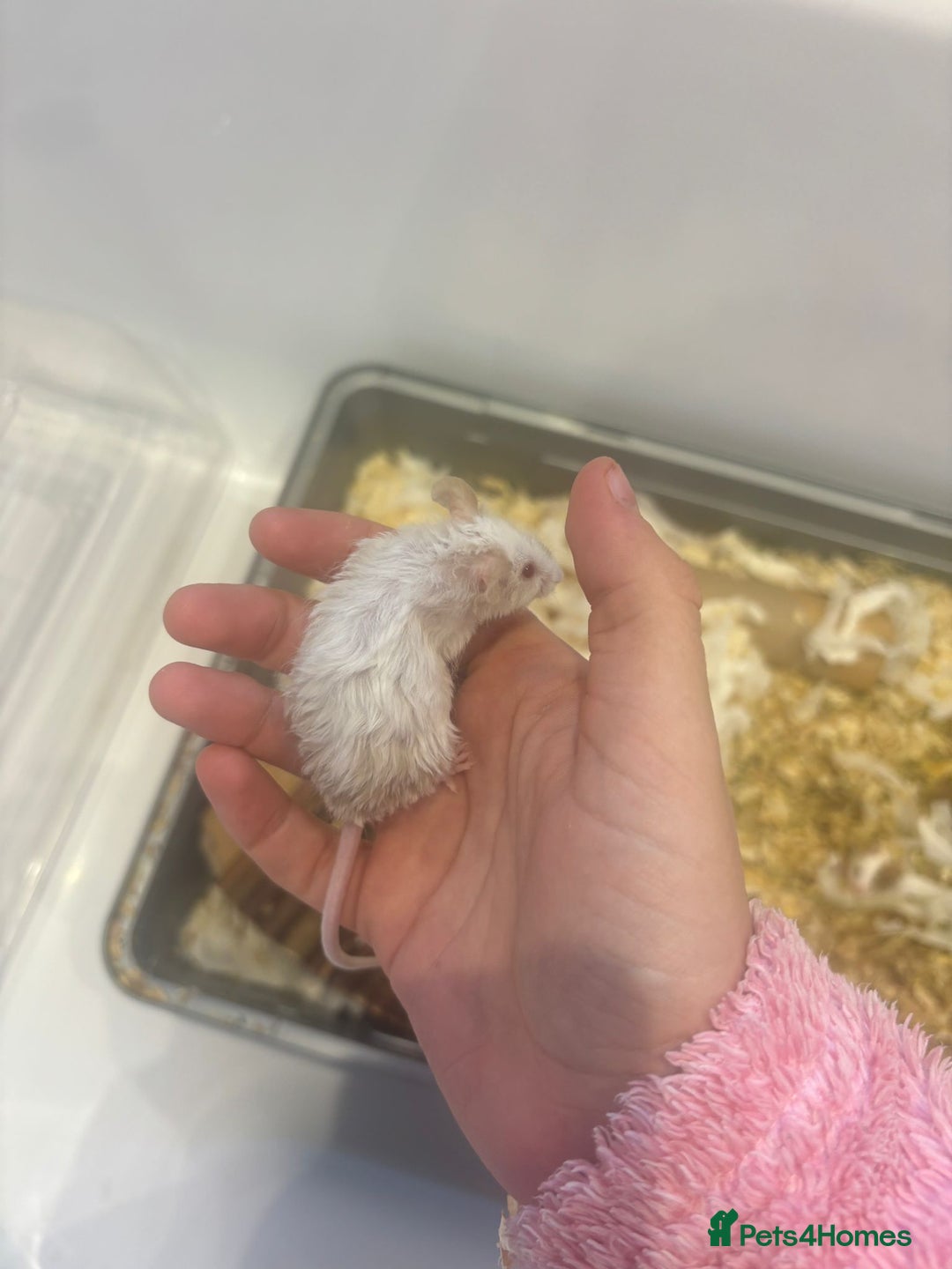 Mouse rodents for sale: MALE Mice - Advert 5