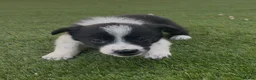 Border Collie dogs for sale: Registered World Class bred Pups for sale - Advert 2