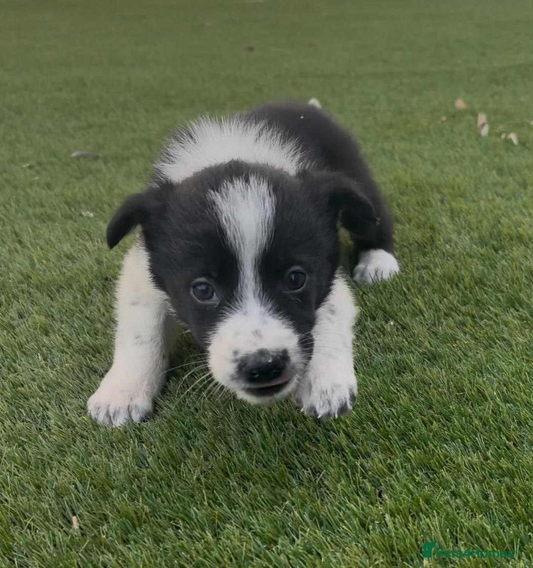 Border Collie dogs for sale: Registered World Class bred Pups for sale - Advert 2