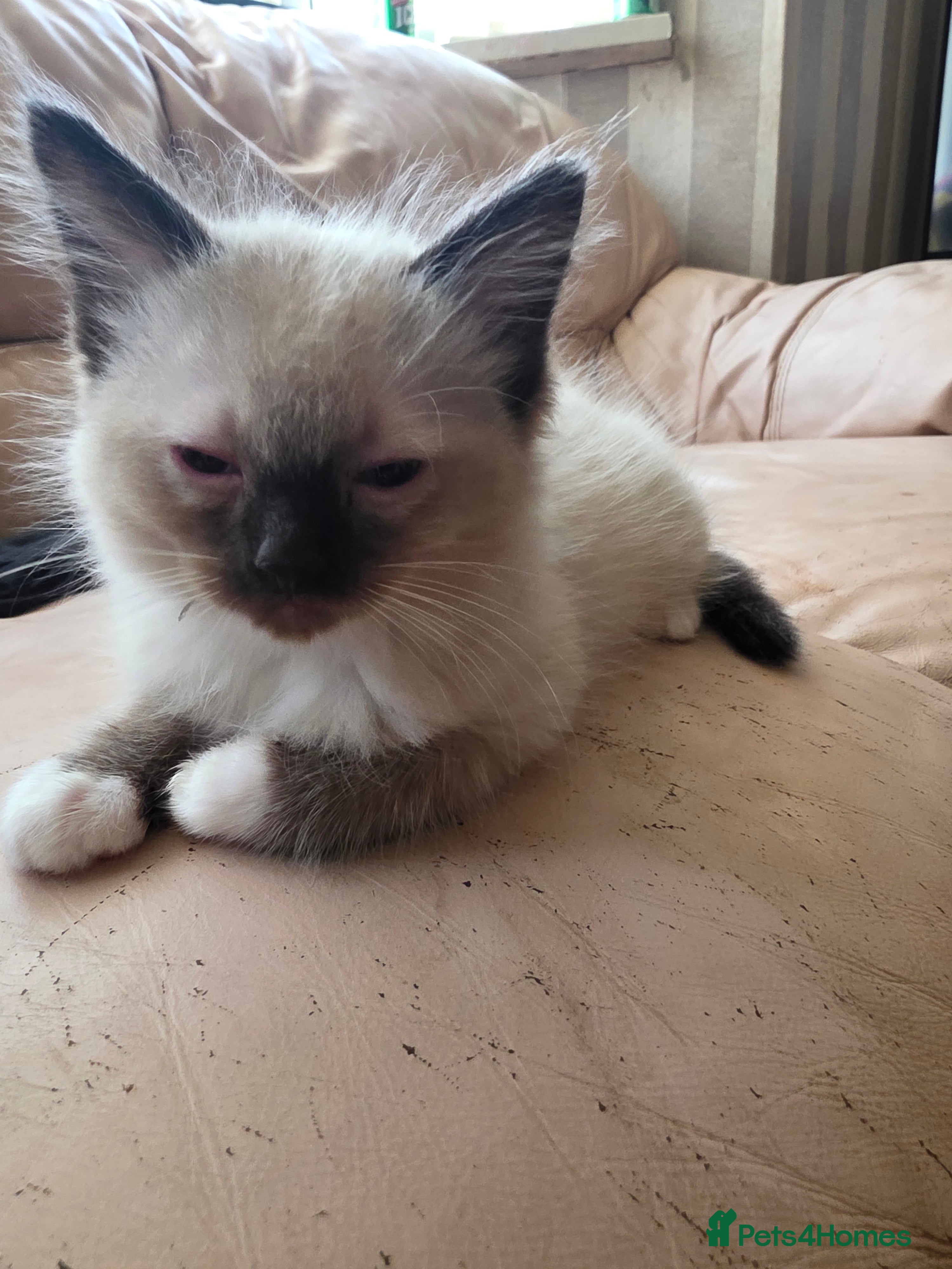 Ragdoll cats for sale: Gorgeous ragdoll kittens  - Advert 2