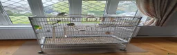 Cockatiels birds for sale: 2 beautiful Cockatiels in Tonbridge - Advert 7