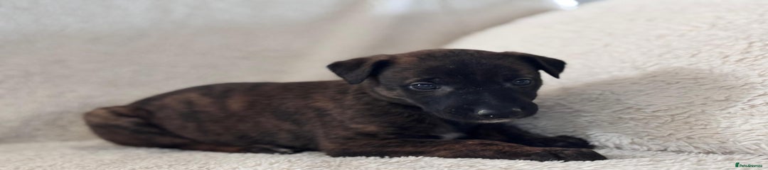 Mixed Breed Puppy 4