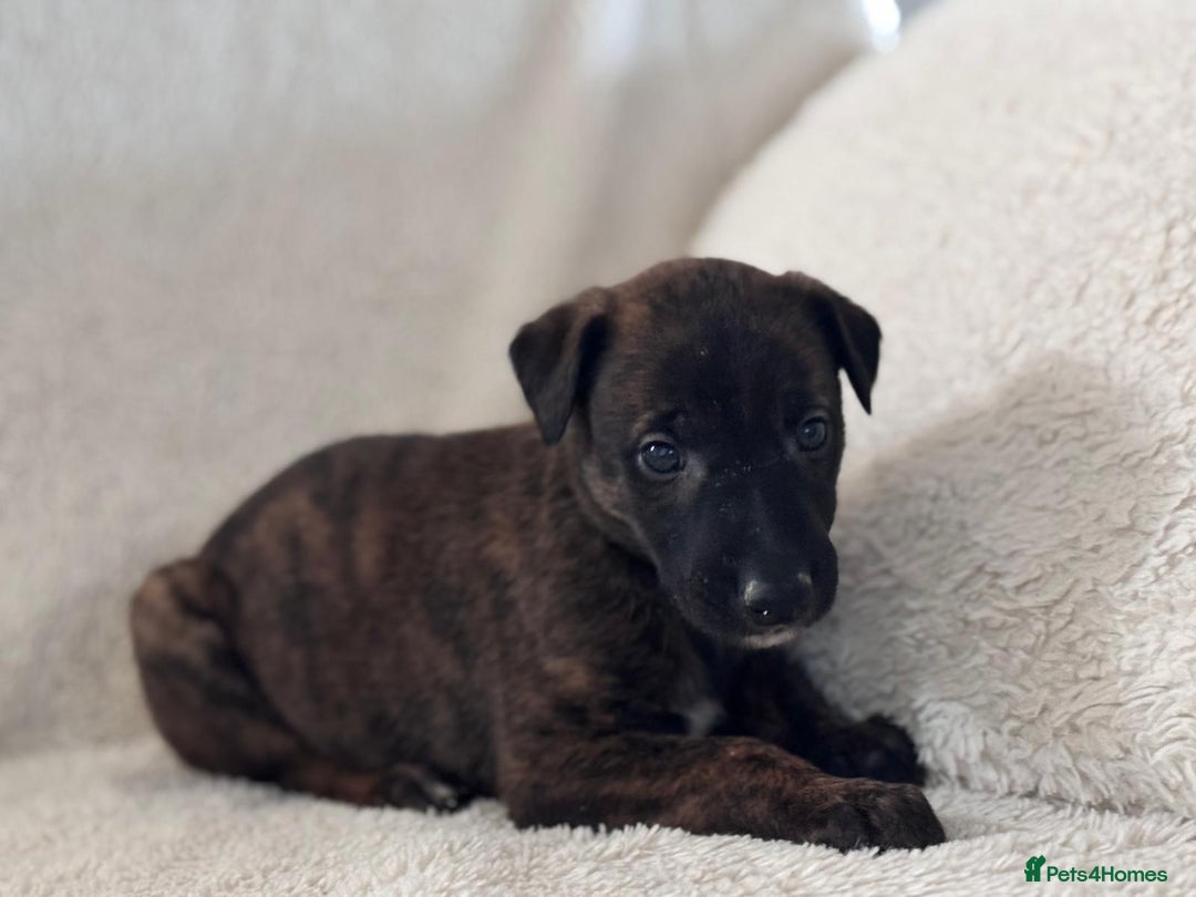 Whippet dogs for sale: Collie greyhound (GREYHOUND) - Image 9