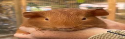 Guinea Pig rodents for sale: Lovely baby guinea pigs  - Advert 13