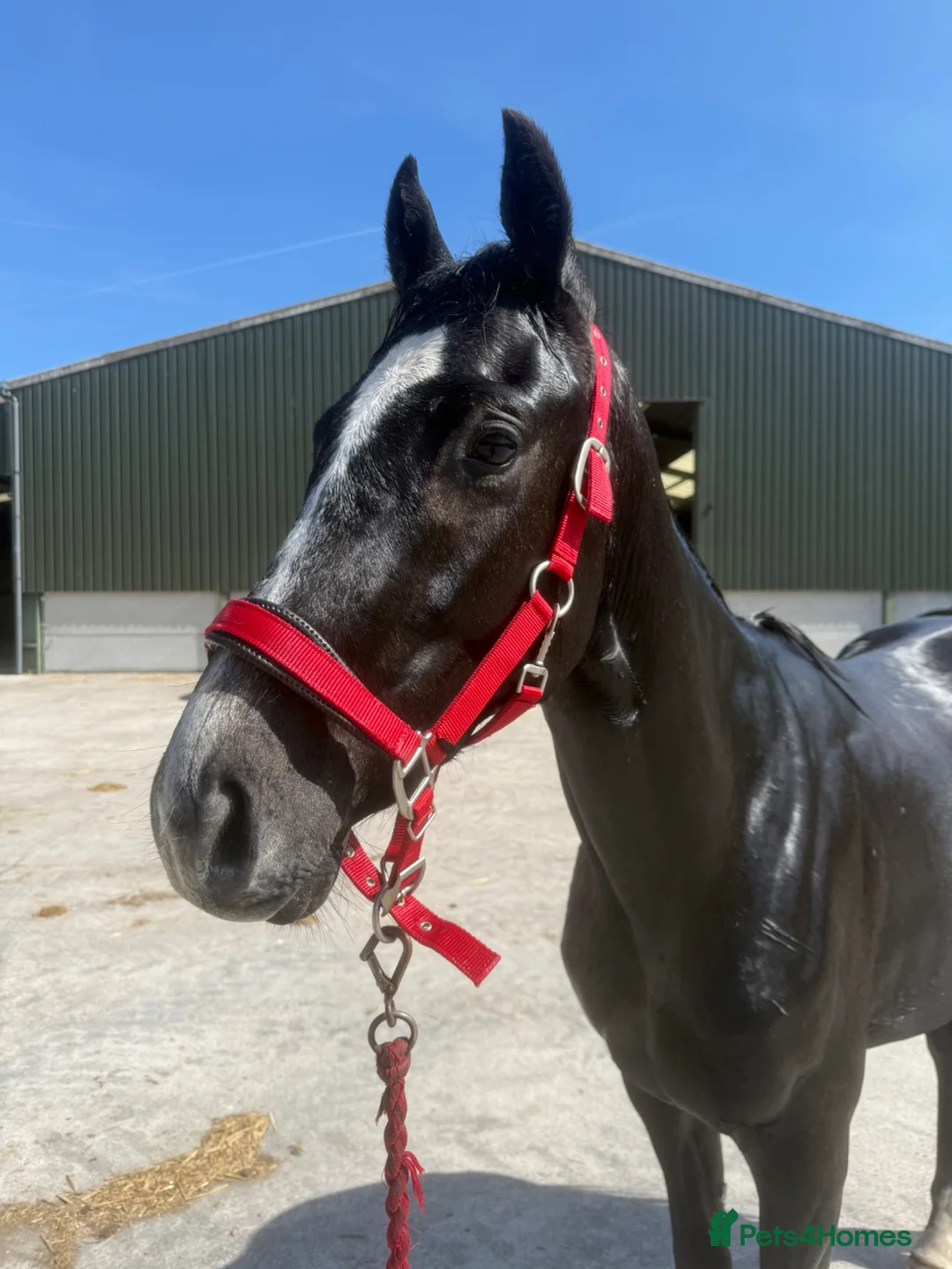 English Warmblood horses for sale: Beautiful rising 3 year old - Advert 2