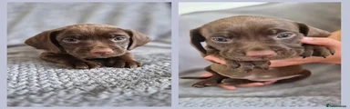 Mixed Breed 1
