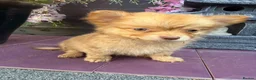 Pomchi dogs for sale: Two beautiful playful well socialised boys  - Advert 4