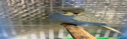 Budgerigars birds for sale: Spangle split black face Hogoromo budgies - Advert 3