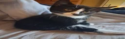 Mixed Breed cats for sale: Kittens  - Advert 11