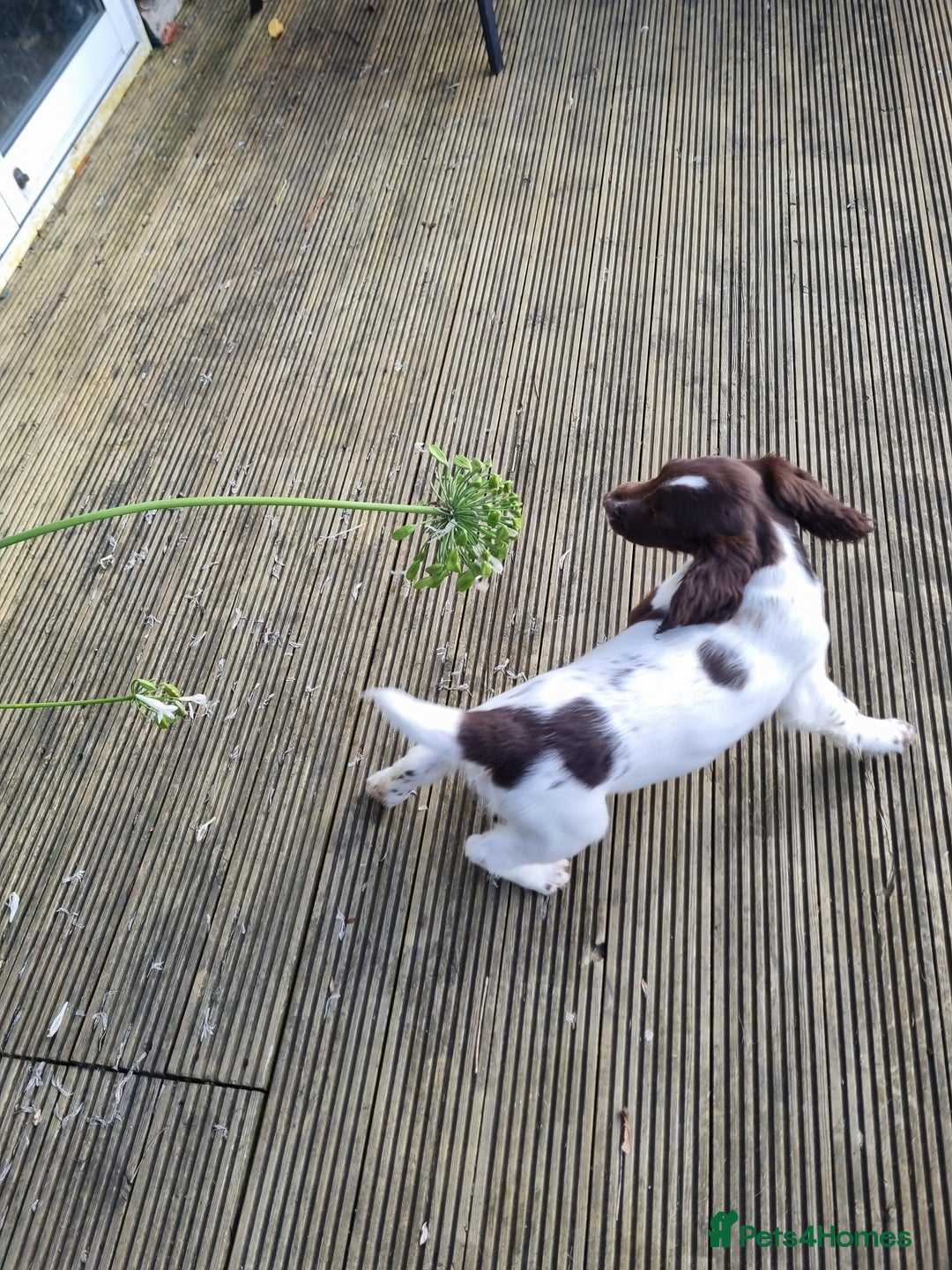 English Springer Spaniel dogs for sale: English springer spaniels  - Image 15