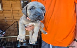 Cane Corso dogs for sale: Cane Corso (Rare Full Formentino Litter) - Image 14