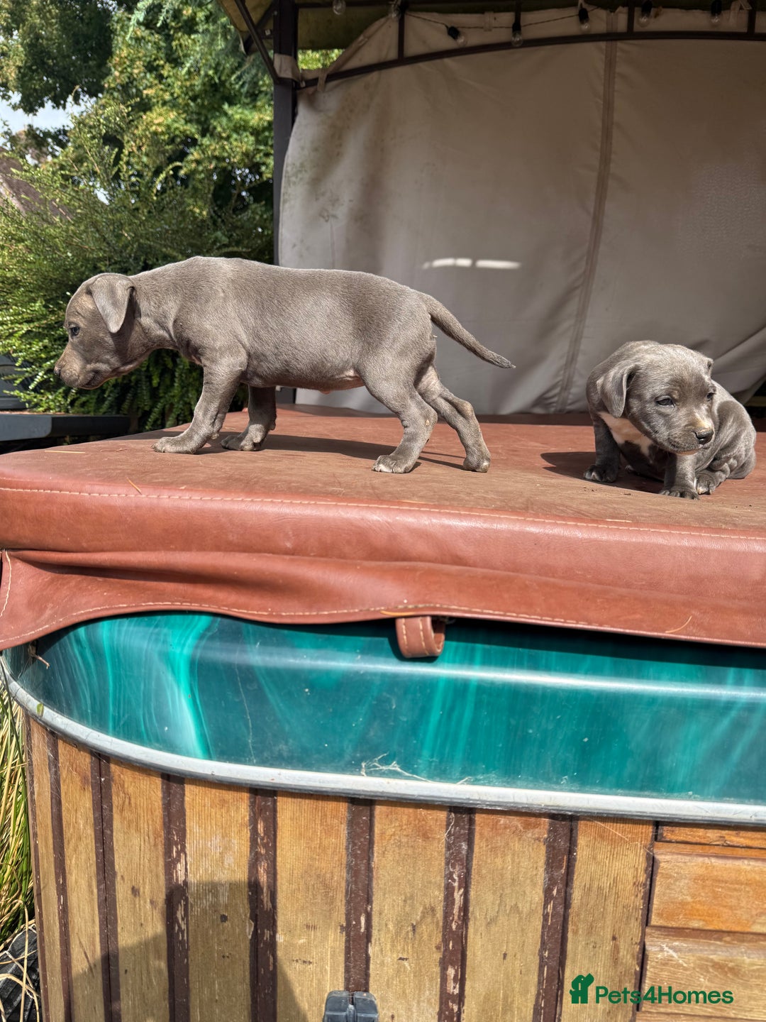 Staffordshire Bull Terrier dogs for sale: Blue Staffordshire puppies  - Image 12