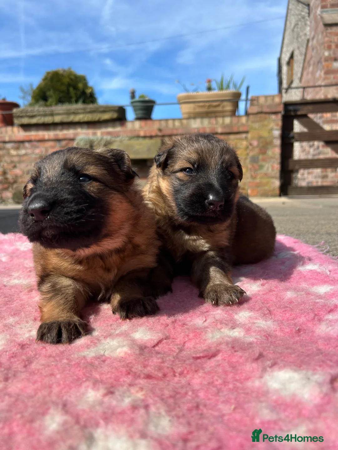 German Shepherd dogs for sale: German Shepherd Pups - Advert 2