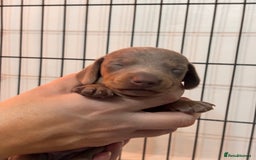 Miniature Dachshund dogs for sale: Stunning Miniature Piebald/Isabella Dachshunds 💙  - Advert 14