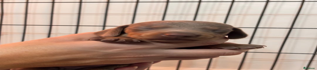 Miniature Dachshund (blue collar)