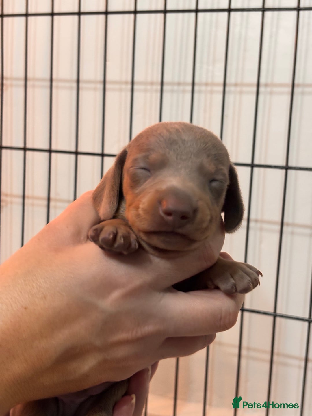 Miniature Dachshund dogs for sale: Stunning Miniature Piebald/Isabella Dachshunds 💙  - Advert 14