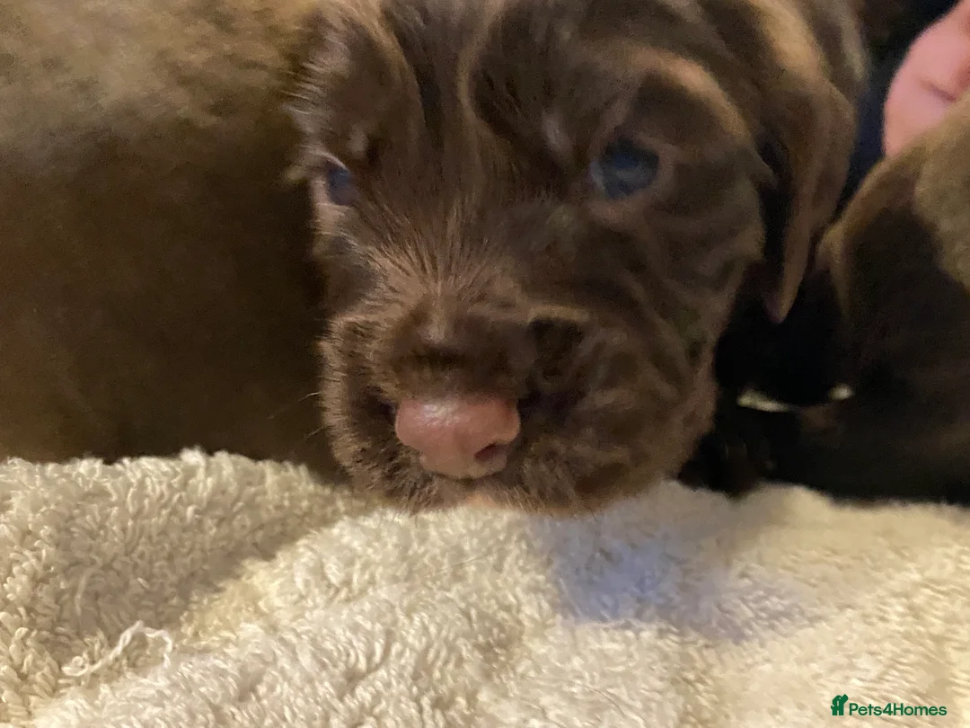 Cocker Spaniel dogs for sale: Chocolate Worker Cocker Puppies Kennel Club  - Advert 9