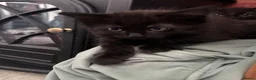 Mixed Breed cats for sale: Mixed gender black kittens  - Advert 16