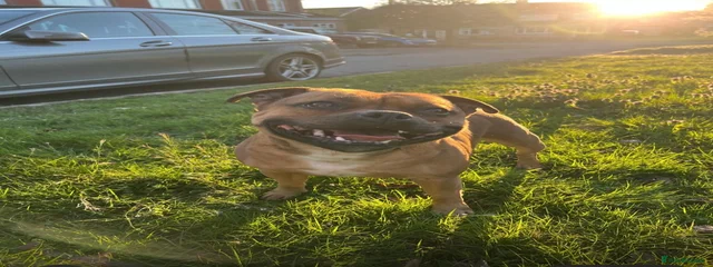 Cali