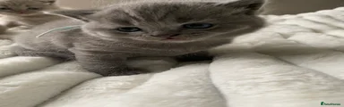British Shorthair 4