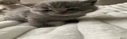 British Shorthair cats for sale: GCCF active/pet British Shorthaired kittens - Advert 2