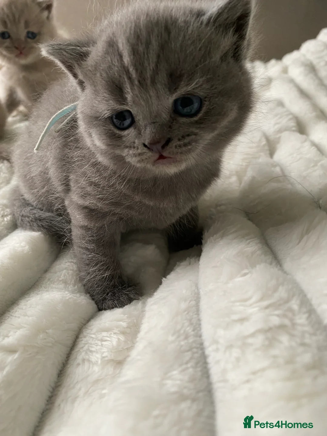 British Shorthair cats for sale: GCCF active/pet British Shorthaired kittens - Advert 2