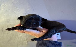 Boxer dogs for sale: Quality KC Boxer Puppies  - Advert 3