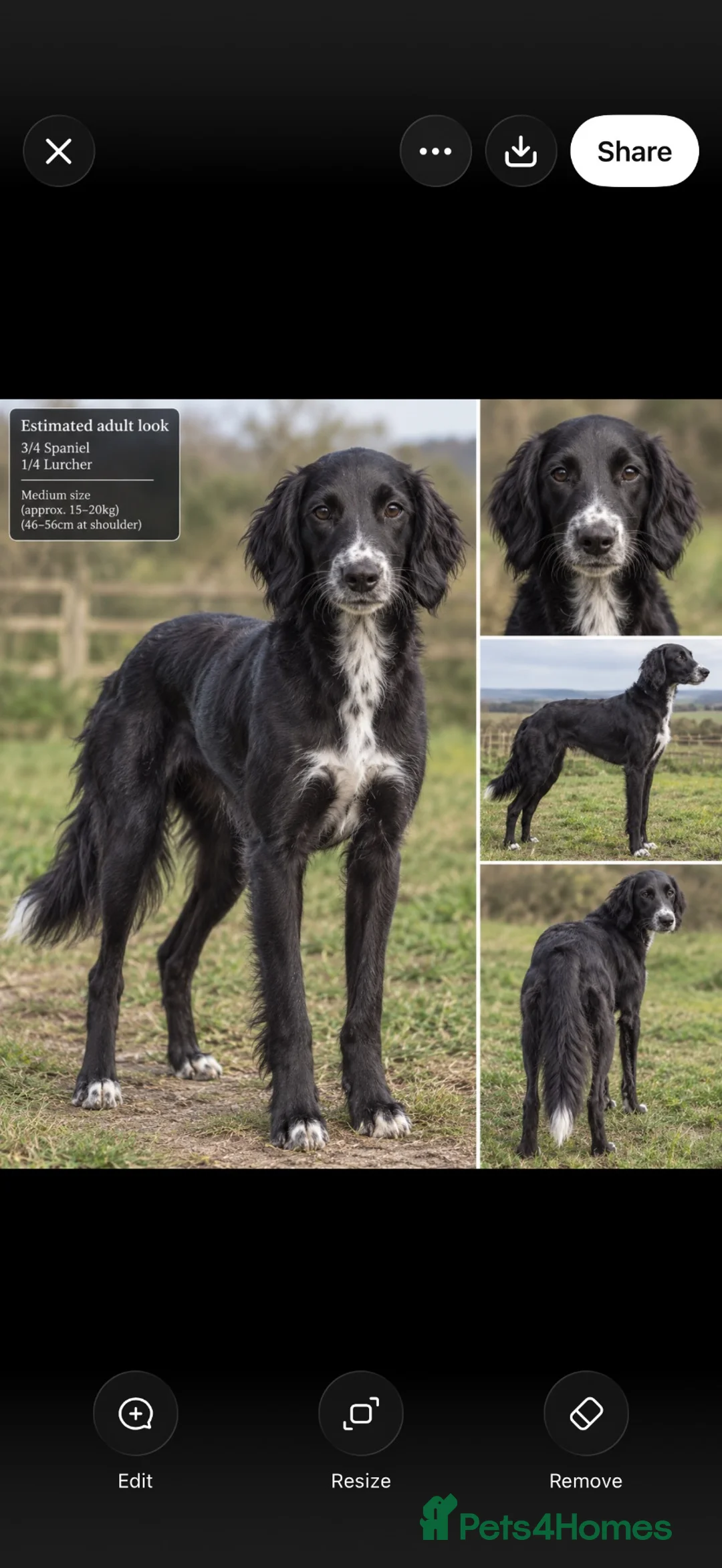 Mixed Breed dogs for sale: 3 quarter Spaniel 1 quarter lurcher pups  in Berwick-upon-Tweed - Advert 2