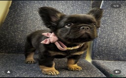 French Bulldog dogs for stud: Cupid 💘, Romeo 💘and Saint 💘for stud - Image 12