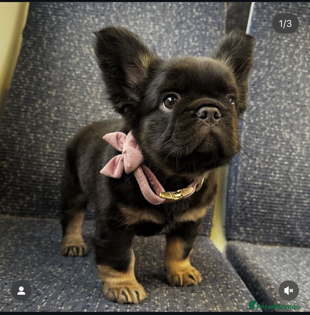 French Bulldog dogs for stud: Cupid 💘, Romeo 💘and Saint 💘for stud - Image 12