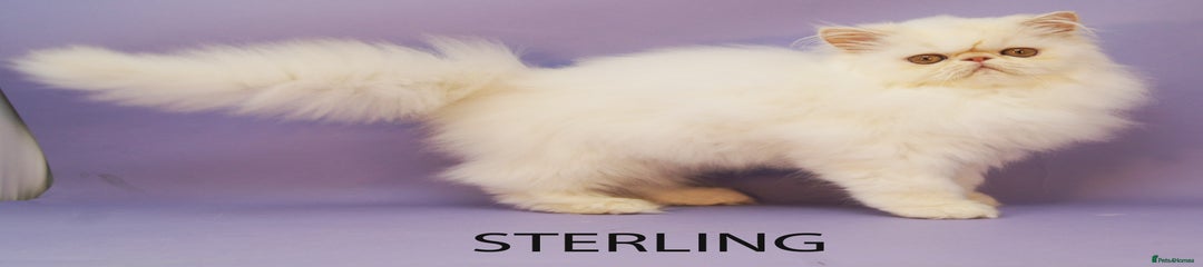 Sterling (Stirling)