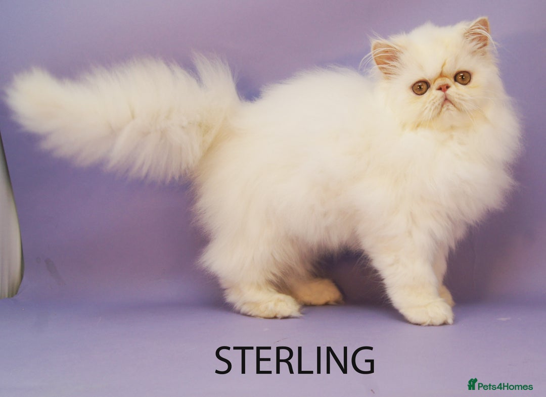 Persian cats for sale: Beautiful Persian Kittens Ready for Forever Homes - Image 6