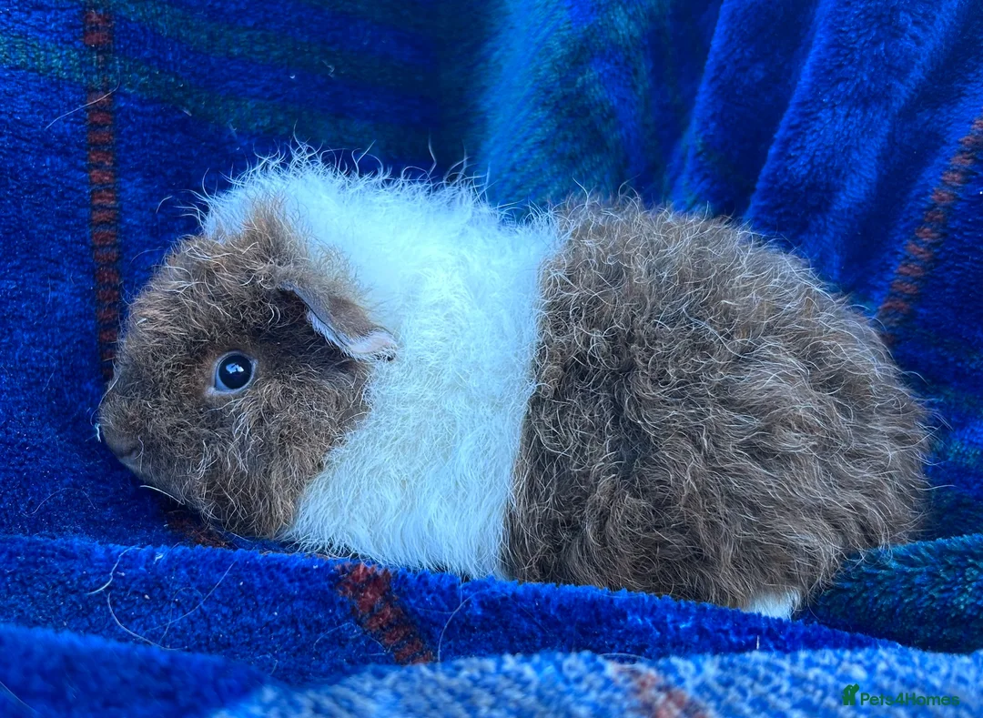 Guinea Pig rodents for sale: 2 boy guinea pigs for sale  in Ashbourne - Advert 2