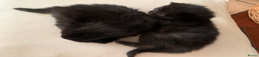 Mixed Breed Kitten 2